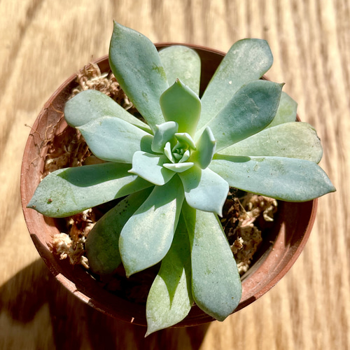 多肉植物　ブルークラウド　 抜き苗　エケベリア 特別価格!!多肉植物 エケベリア 韓国苗 ブルークラウド(送料込み