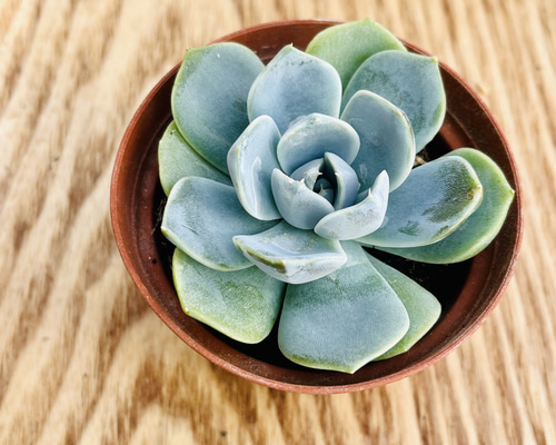 SALE‼︎多肉植物 エケベリア 韓国苗 雪兎(送料込み) 多肉植物 kumori