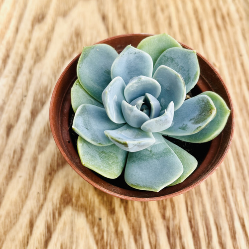 多肉植物 韓国苗 KSKS♡様