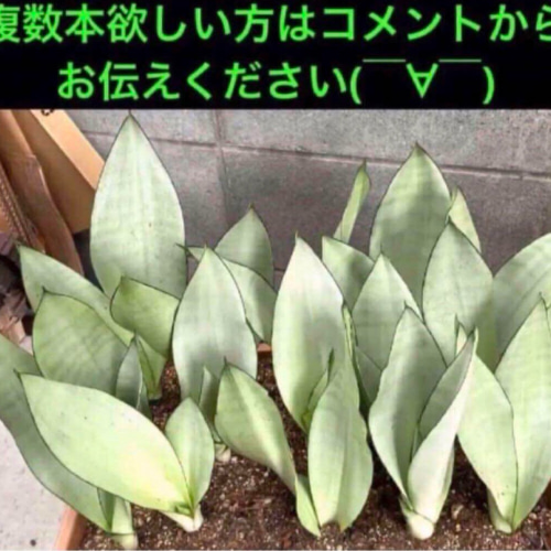⭐︎レア⭐︎サンスベリア⭐︎ ムーンシャイン シルバーキング