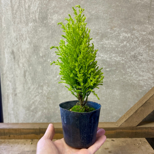 庭木 植木 苗木 コニファー ウィルマ 2ポットset アートフラワー plant