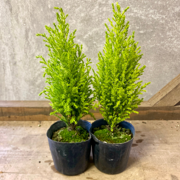 庭木 植木 苗木 コニファー ウィルマ 2ポットset アートフラワー plant