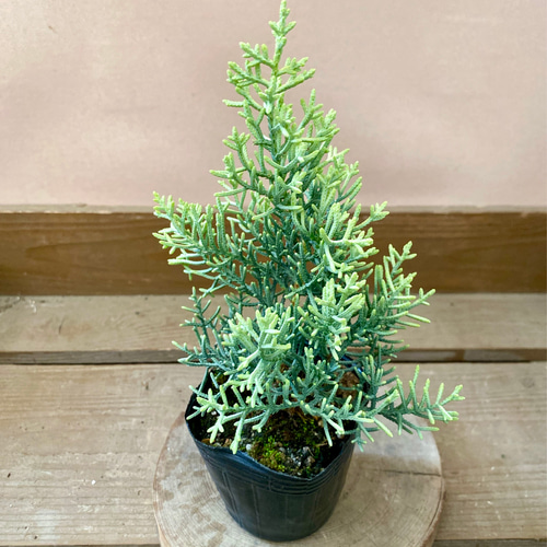 苗木 コニファー サルフレア アートフラワー plant life 通販 18365958