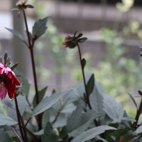 銅葉プチダリア 『フレディーストロベリー』 4号鉢 その他インテリア