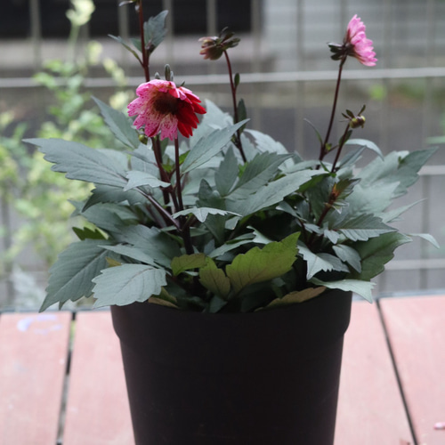 銅葉プチダリア 『フレディーストロベリー』 4号鉢 その他インテリア