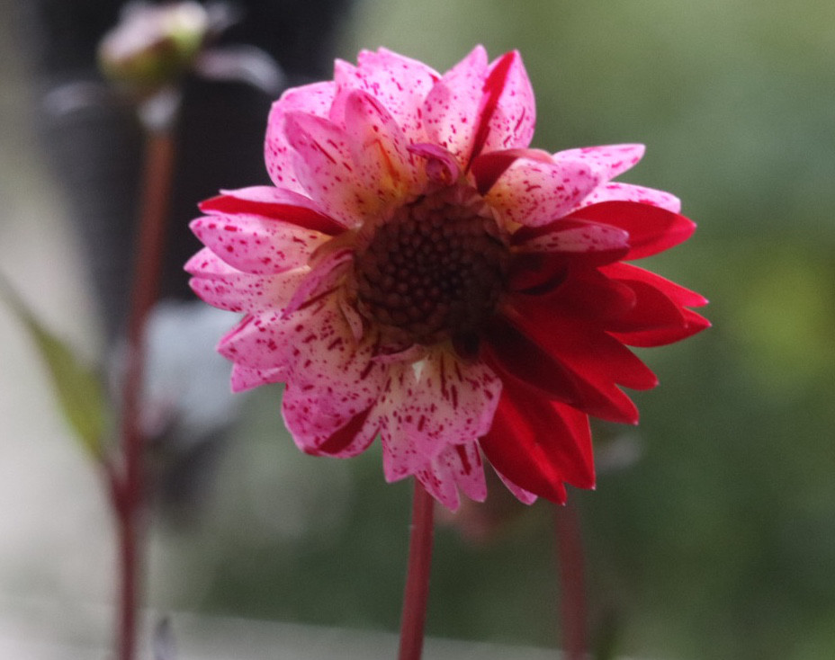 ポット苗 銅葉プチダリア　フレディーストロベリー　