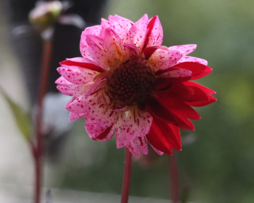 銅葉プチダリア　フレディーストロベリー　 ポット苗 木村園芸】銅葉プチダリア フレディー ストロベリー ポット苗