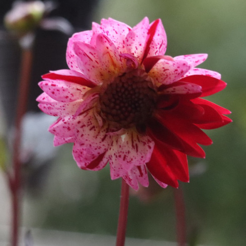 銅葉プチダリア フレディー②ポット苗 木村園芸 特定記録付き発送 銅葉
