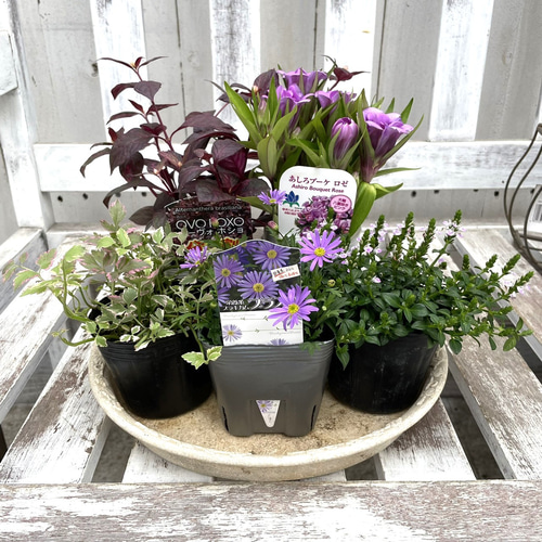 季節のお花寄せ植え  グラスファイバー 季節のお花寄せ植え グラスファイバー