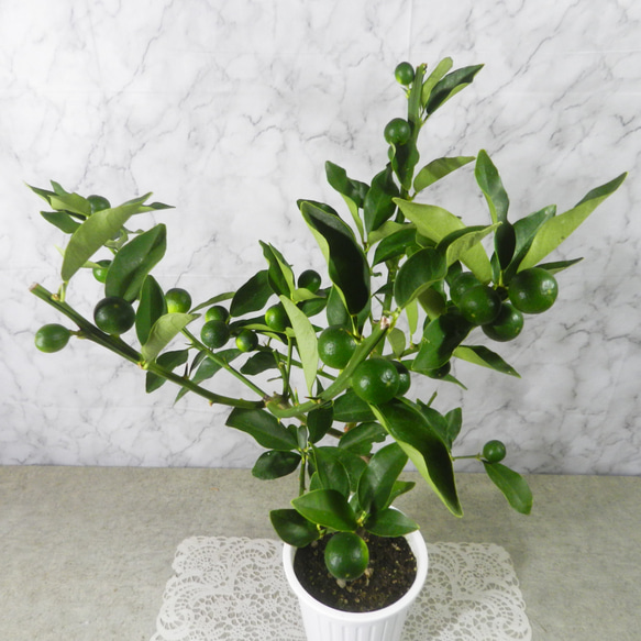 枝付きキンカンの実 5本 三重 枝付きキンカンの実 5本 三重 購入後採取です - メルカリ