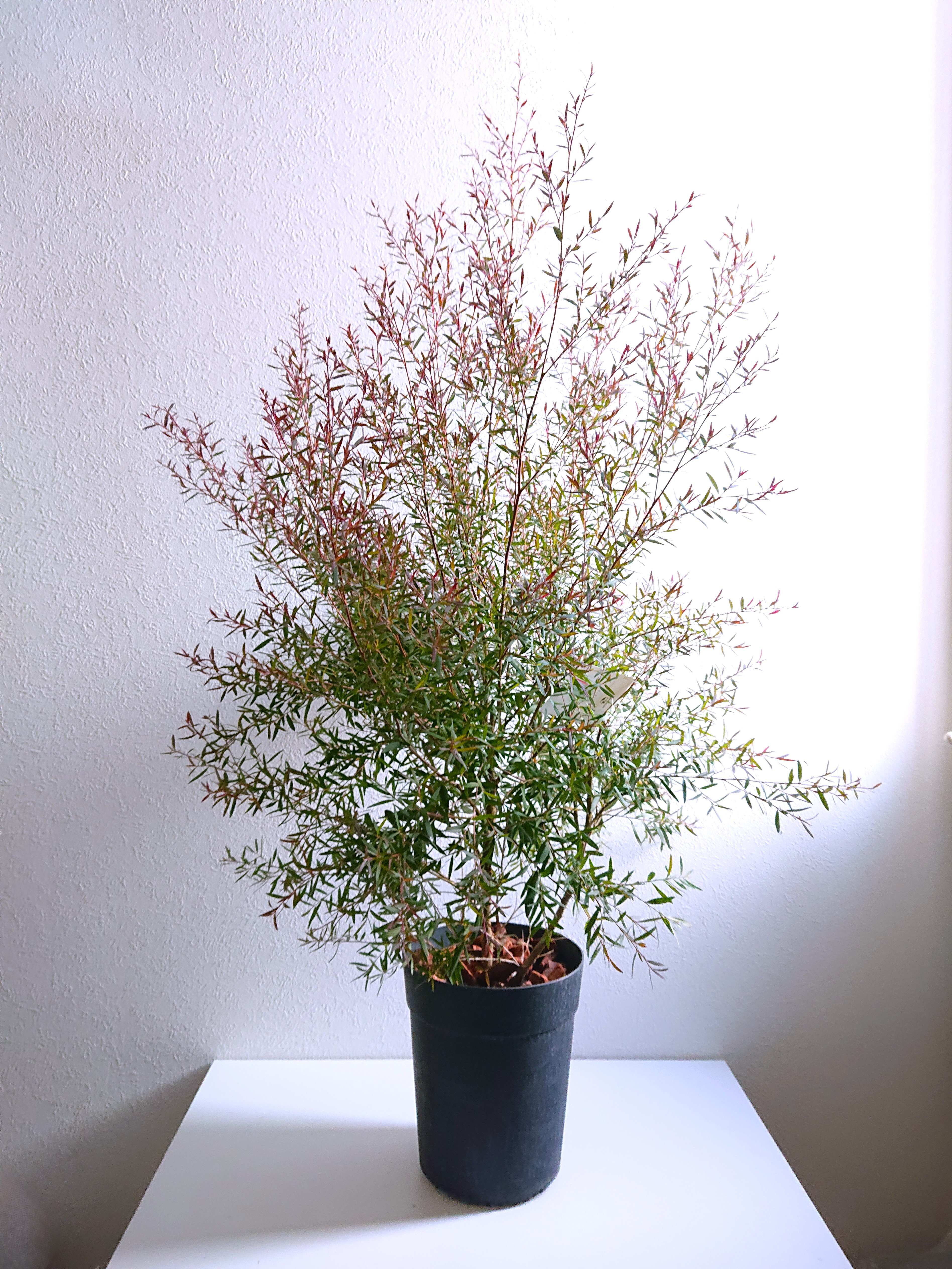 楽天市場】【植木鉢】【テラコッタ】テラコッタ E39 3点セット