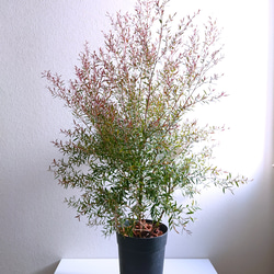 ○数量限定○新作○ 希少 大きめ 美樹形 ”ティーツリー レプトスペルマ