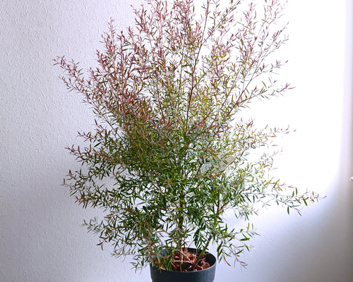 22cab7077b304946afc72d74aa3e1a