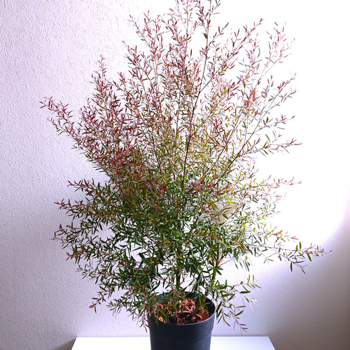 ○数量限定○新作○ 希少 大きめ 美樹形 ”ティーツリー レプトスペルマ