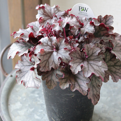 耐寒性−20°❤︎原種シクラメン コウム シルバープリンス 2苗セット