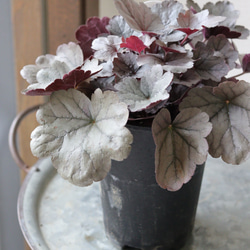 【シルバープリンス コウム 原種シクラメン】シルバーリース寄植え 人気の原種シクラメン・コウム、美しい銀葉の選抜品種「シルバー