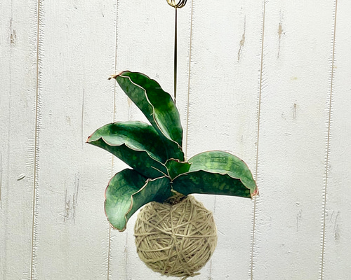 ミニサイズ サンセベリア ドラゴンウイング ハンギング その他