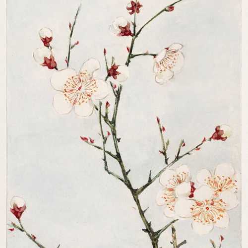 梅の花柄日本画アートポスター☆冬お正月和柄和室和モダン癒し