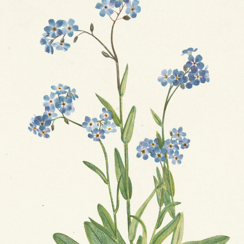 勿忘草の小花柄アートポスター☆水色ボタニカル可愛い華やかお洒落北欧