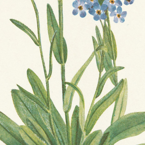 希少　忘れな草　B2ポスターニ枚　立看 Poster B2 “Park” | 坂内拓 Taku Bannai