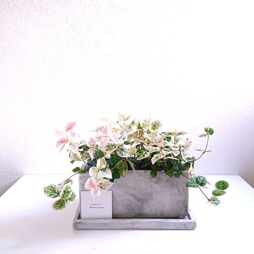 ○数量限定○ ”初雪カズラ（2鉢セット）スクエアアッシュグレー鉢