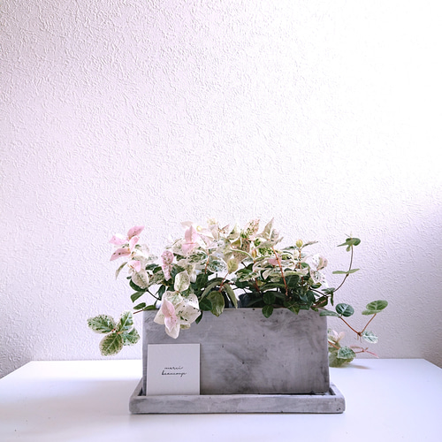 初雪かヅラ✿そのまま飾れます Amazon.co.jp: 初雪カズラ(ハツユキカズラ) 5号鉢 1個売り【品種で