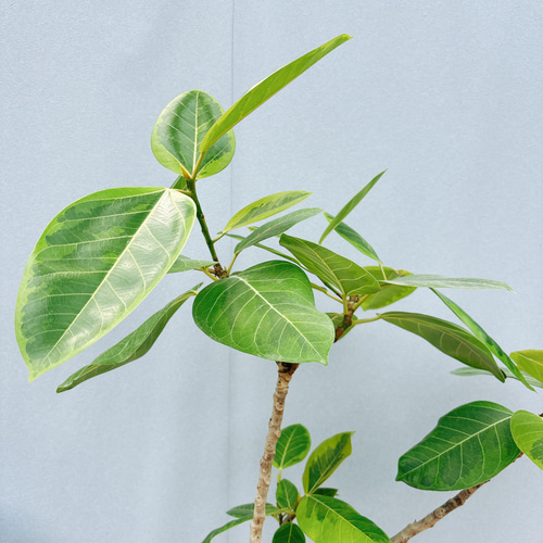 現品］1番 フィカス アルテシマ 8号 観葉植物 室内 大型 ゴムの木
