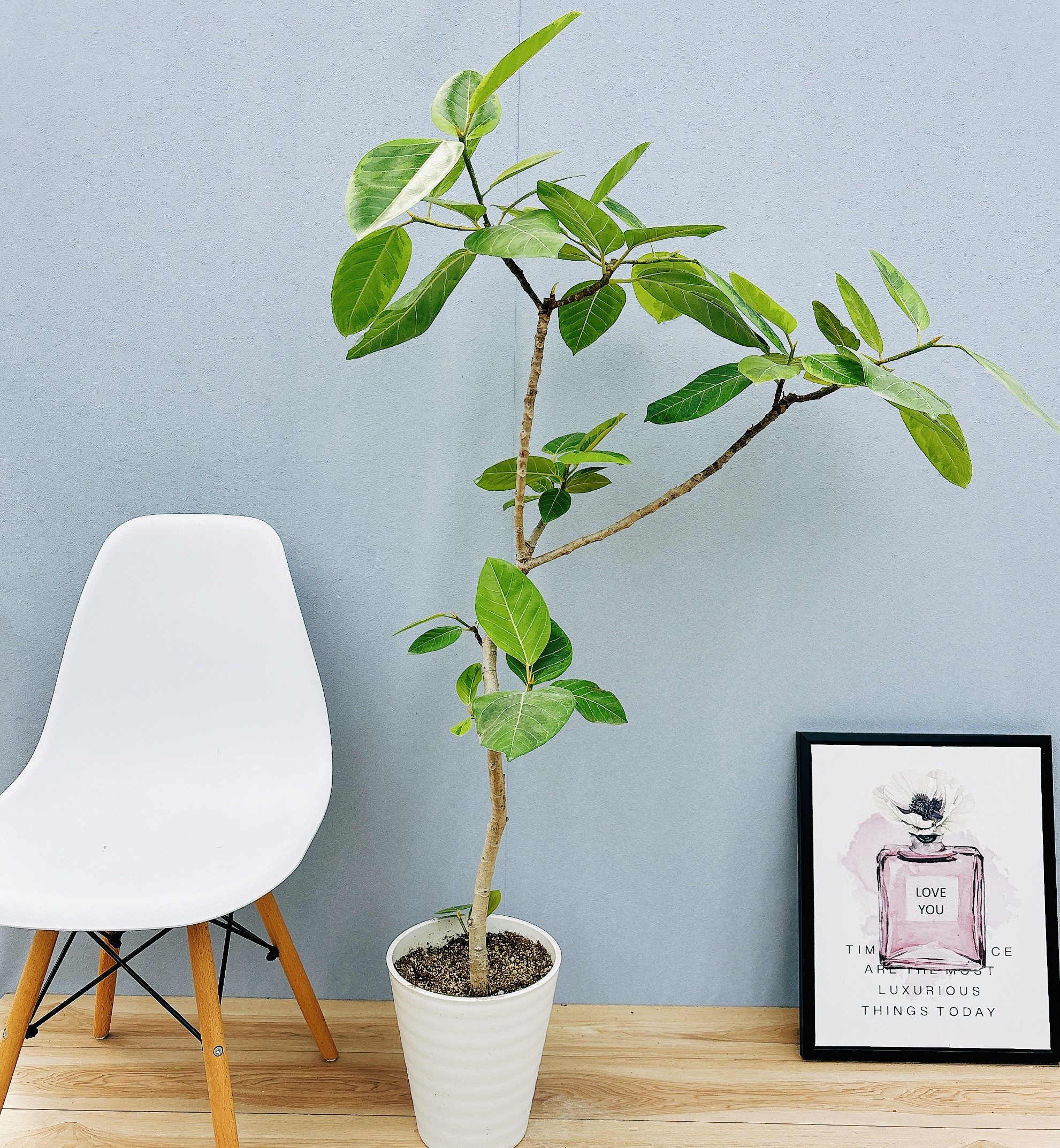 フィカス アルテシマ ファイバー鉢 お皿付き フィカス アルテシマ お皿付き 4 【公式通販】