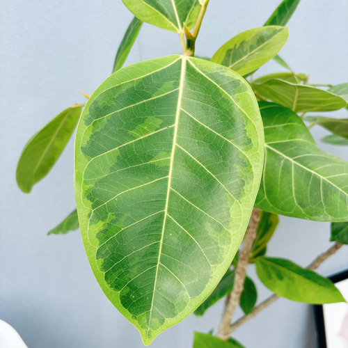 現品］1番 フィカス アルテシマ 8号 観葉植物 室内 大型 ゴムの木