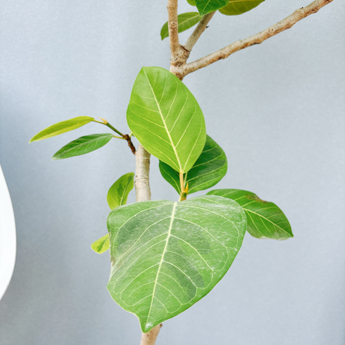 現品］1番 フィカス アルテシマ 8号 観葉植物 室内 大型 ゴムの木