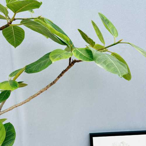 現品］1番 フィカス アルテシマ 8号 観葉植物 室内 大型 ゴムの木