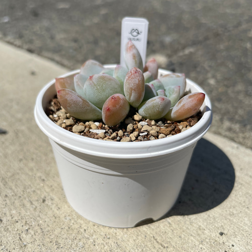 多肉植物 抜き苗 多肉植物 抜き苗