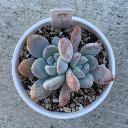 多肉植物 エケベリア レイコウ 抜き苗 その他インテリア雑貨 MUSUBU