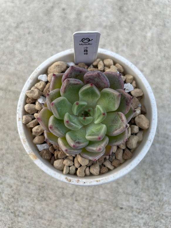 み*さ様 E-578×12株 メデューサ錦 抜き苗 多肉植物 エケベリア c5fcc1d4e70db7844777df1e80a9b0