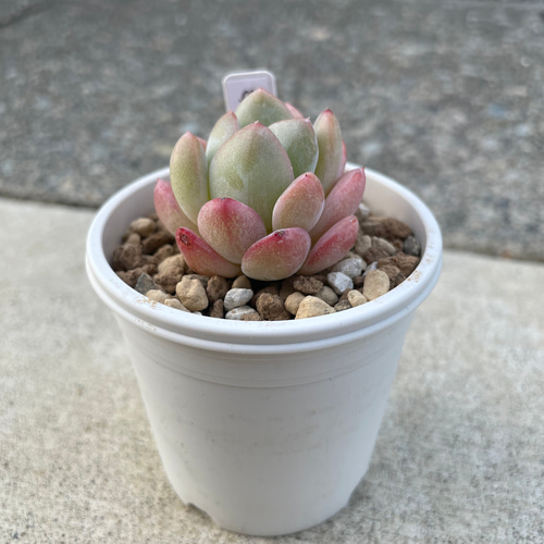 多肉植物　エケベリア　氷山　大きめ　抜き苗 エケベリア 氷山 Echeveria 'Iceberg'｜多肉植物図鑑 PUKUBOOK(プクブック)