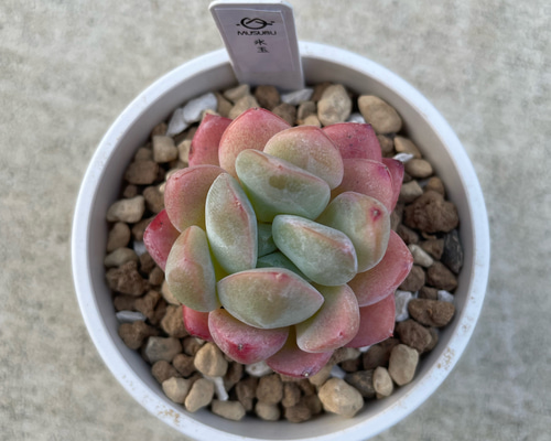 No.309 ❁琥珀氷玉❁ 抜き苗 吊るせ 多肉植物 寄せ植え No.309 ❁琥珀氷玉❁ 抜き苗 吊るせ 多肉植物 寄せ植え