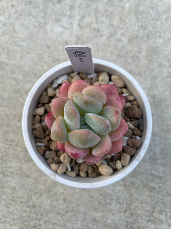 多肉植物 エケベリア 氷玉 抜き苗 その他インテリア雑貨 MUSUBU 通販