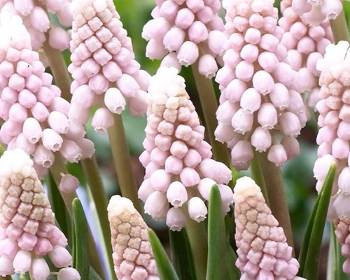 球根♡ムスカリ ピンクサンライズ 3球 アートフラワー Little Garden