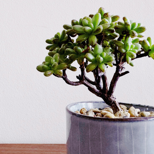 85#多肉植物アエオニウム❤️ 小人の祭り❤️22大頭14cm拔き苗 85#多肉植物アエオニウム❤️ 小人の祭り❤️22大頭14cm拔き苗 85#多肉