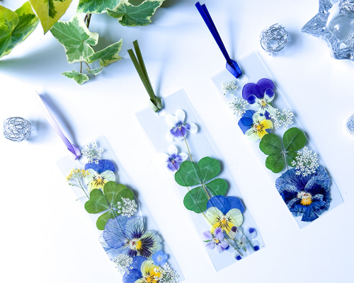 M*2様 四つ葉のクローバー 押し花 コレクション Amazon.co.jp: フクサン 押し花パック 四つ葉のクローバー(小) 12個入