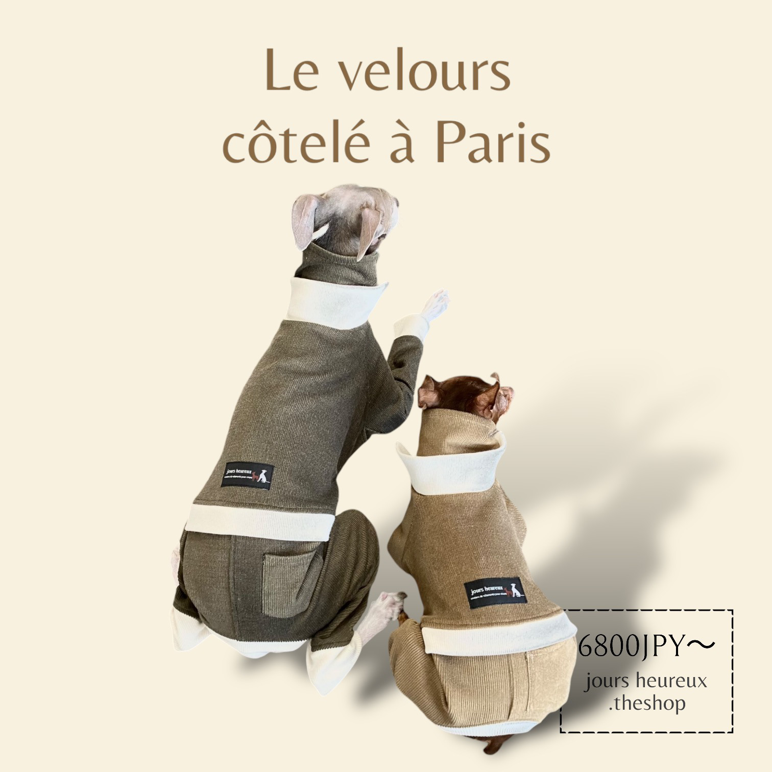 【イタグレ ウィペット】Le velours côtelé à Paris