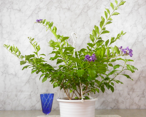 ☆ENGEI ichioki☆デュランタ「宝塚」6号吊鉢◇とても綺麗な花