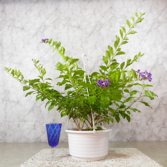 宙花 高品質]花火ブラックスーパーセブンブレスレット（約14.5mm玉