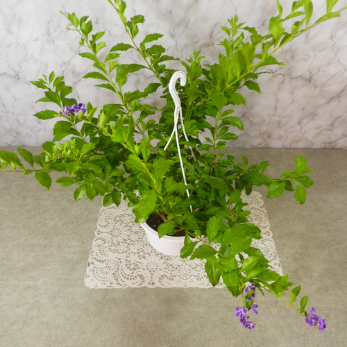 ☆ENGEI ichioki☆デュランタ「宝塚」6号吊鉢◇とても綺麗な花