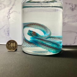 深海魚】透明標本(キホウボウ全長約105mm) (良品) その他インテリア