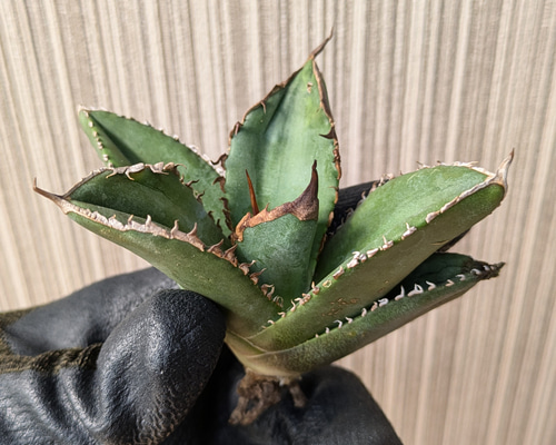 アガベ チタノタ 緑幽霊 TC 【1】 多肉植物 SAWAFARM【サワ