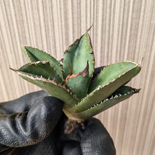 希少 多肉植物全書 (パキポディウム ダブら チタノタ アガベ コーデックス サボテン 希少 多肉植物全書 (パキポディウム ダブら チタノタ アガベ コーデックス サボテン