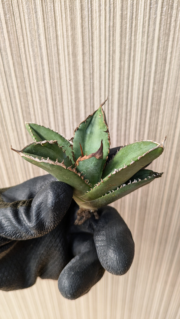 アガベ チタノタ 緑幽霊 TC 【1】 多肉植物 SAWAFARM【サワ