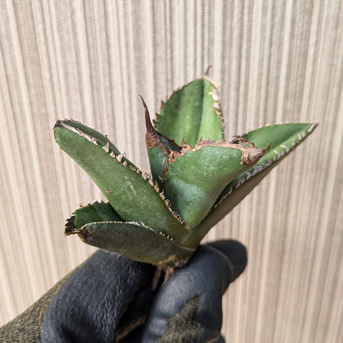 アガベ・チタノタ 緑幽霊（芽）-002｜agave titanota green