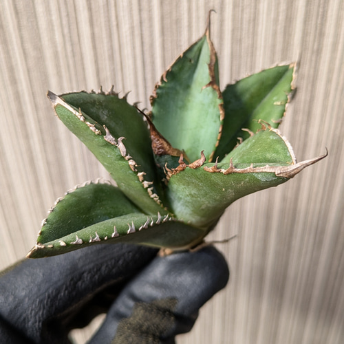 アガベ チタノタ 緑幽霊 TC 【2】 多肉植物 SAWAFARM【サワファーム
